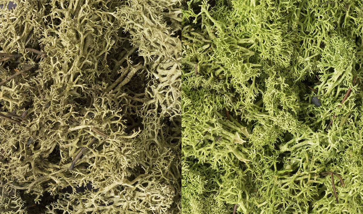 (WOODLAND SCENICS) LIGHT GREE  L167N MIX LICHEN-1735372691-X2tTQ.jpg